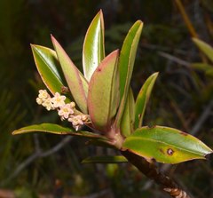 Cybianthus marginatus