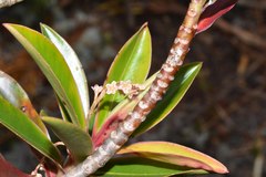 Cybianthus marginatus