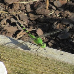 Erythemis simplicicollis