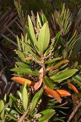 Cybianthus marginatus