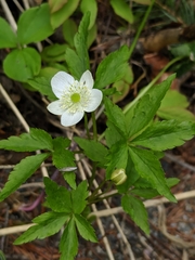 Anemonoides piperi