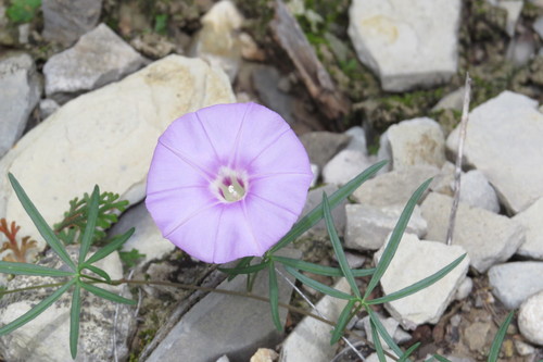 tripleleaf morning-glory