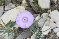 Ipomoea ternifolia