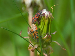 Corizus hyoscyami