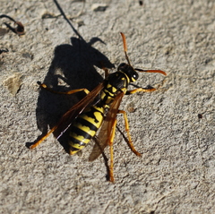 Polistes dominula