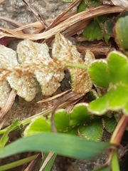 Asplenium ceterach image