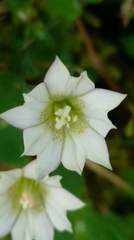 Gentiana flavomaculata