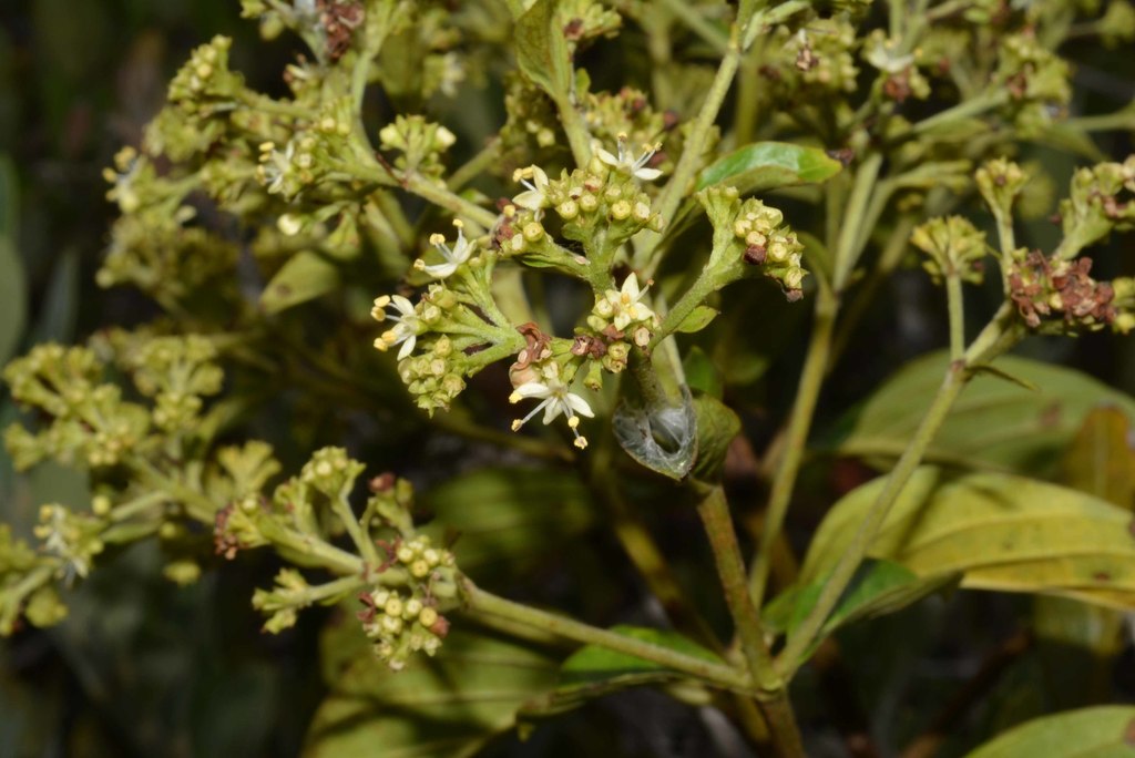 Dioicodendron