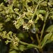 Dioicodendron dioicum - Photo (c) humbertomendozacifuentes, some rights reserved (CC BY-NC), uploaded by humbertomendozacifuentes