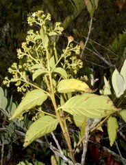 Dioicodendron dioicum