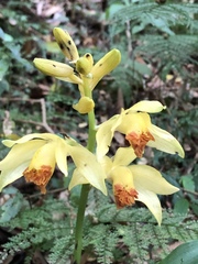 Phaius flavus