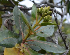 Ladenbergia macrocarpa
