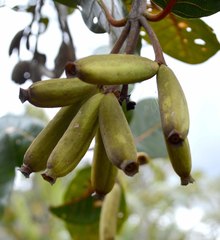 Ladenbergia macrocarpa