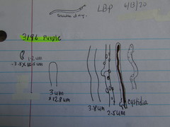 Skeletocutis lilacina