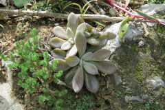 Thompsonella minutiflora