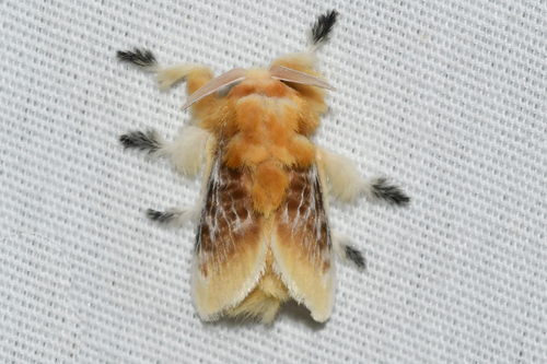 Southern Flannel Moth