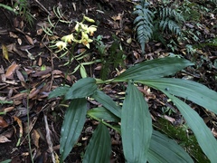 Phaius flavus