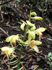 Phaius flavus