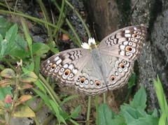 Junonia atlites