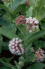 Asclepias speciosa × syriaca