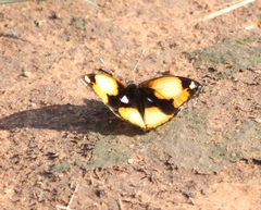 Junonia hierta cebrene