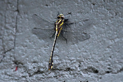 Gomphurus ozarkensis