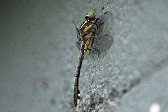 Gomphurus ozarkensis