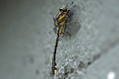 Gomphurus ozarkensis