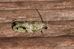 Proteoteras implicata