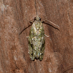Proteoteras implicata