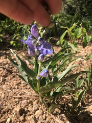 Penstemon glaber