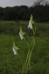 Habenaria longicorniculata