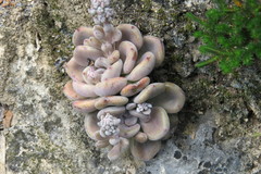 Thompsonella spathulata