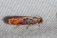 Episimus tyrius