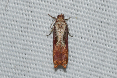 Episimus tyrius