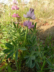 Lupinus hispanicus