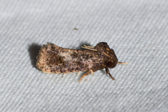 Acrolophus texanella