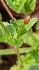 Epilobium amurense