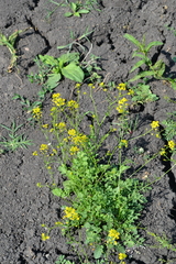 Rorippa amphibia