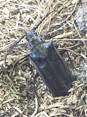 Derobrachus geminatus