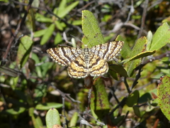 Epelis truncataria