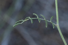 Astragalus gracilis