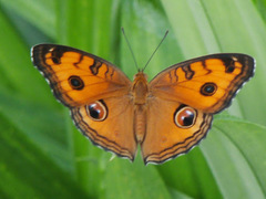 Junonia almana javana