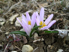 Colchicum androcymbioides