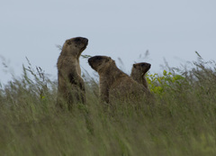 Bobak Marmot photo 4