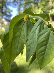 Lysimachia quadrifolia