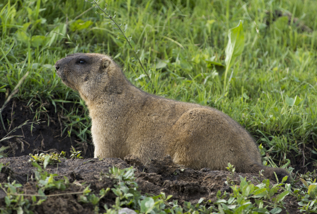 Обыкновенный сурок (Фауна Северного Казахстана) · iNaturalist