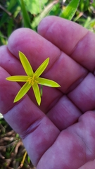 Pauridia serrata serrata