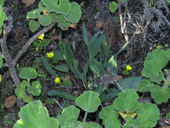 Othonna stenophylla