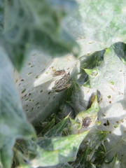 Lixus cardui